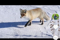 小狐狸视频,探秘森林精灵的奇幻生活