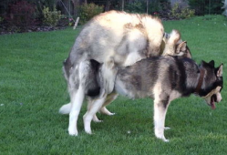 狗交视频,温馨交视频捕捉友谊瞬间